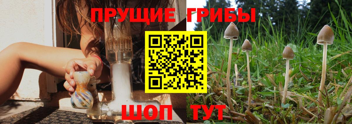 Галлюциногенные грибы Magic Shrooms  Вход с VPN  Псилоцибиновые грибы GOLDEN TEACHER  продажа наркотиков  Алейск 